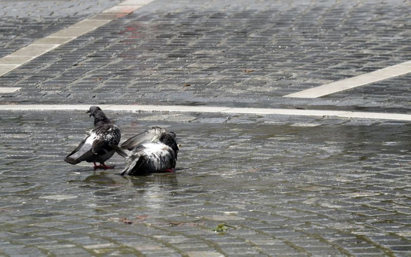 vročina, visoke temperature, vročinski val, golob.jpg