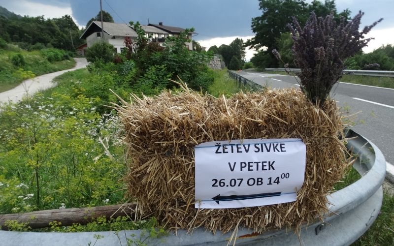 _zsivka__00_.jpg
