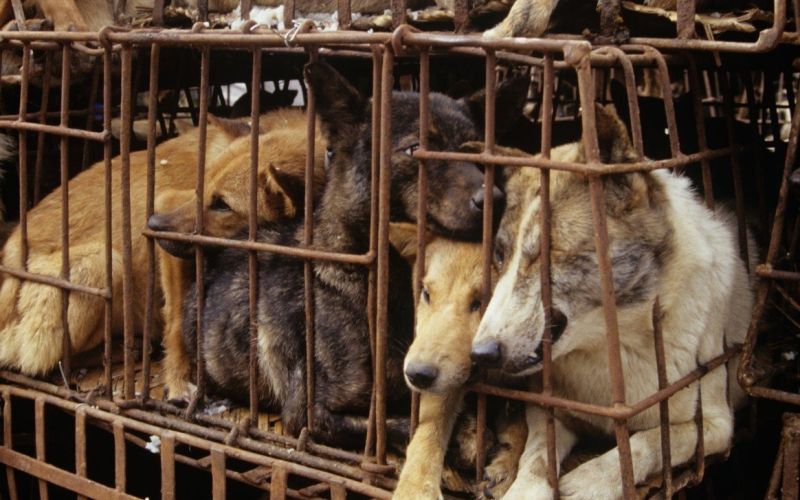 peta profimedia-0008738812.jpg