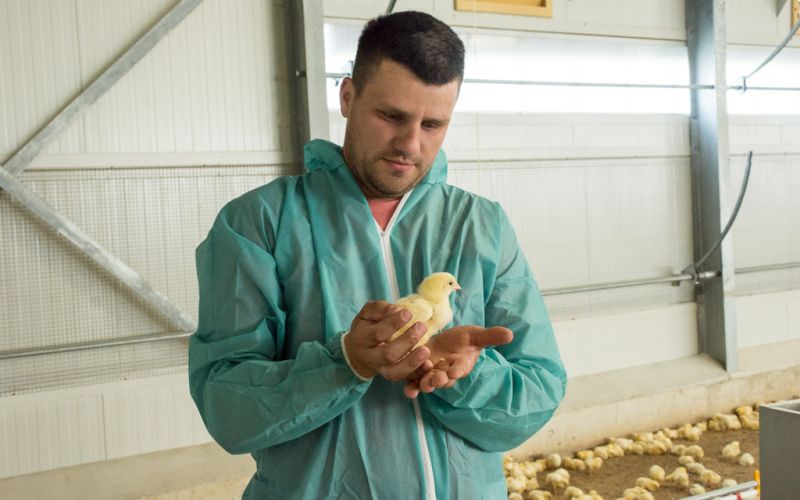 perutninarstvo, boštjan-slavič, piščančja-farma
