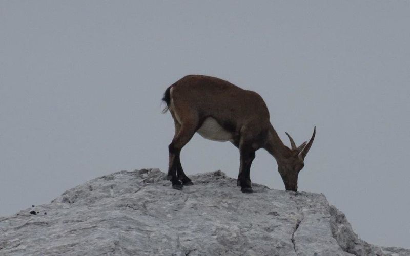 triglav_avgust_2019__01_.jpg