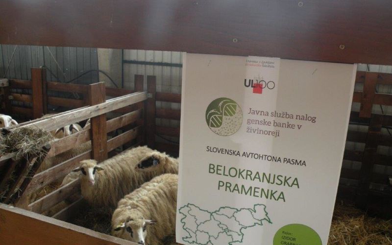 _zzzzzzzkolpa__1_.jpg