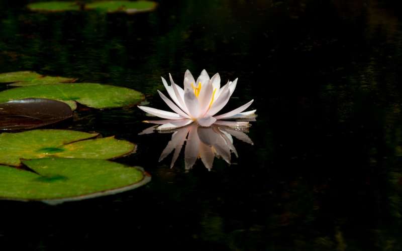 flowers-3276922_1920.jpg