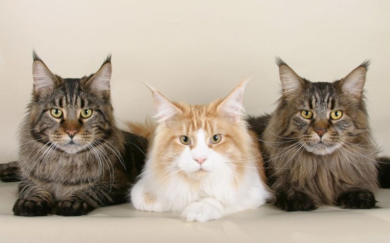Maine_coon.jpg