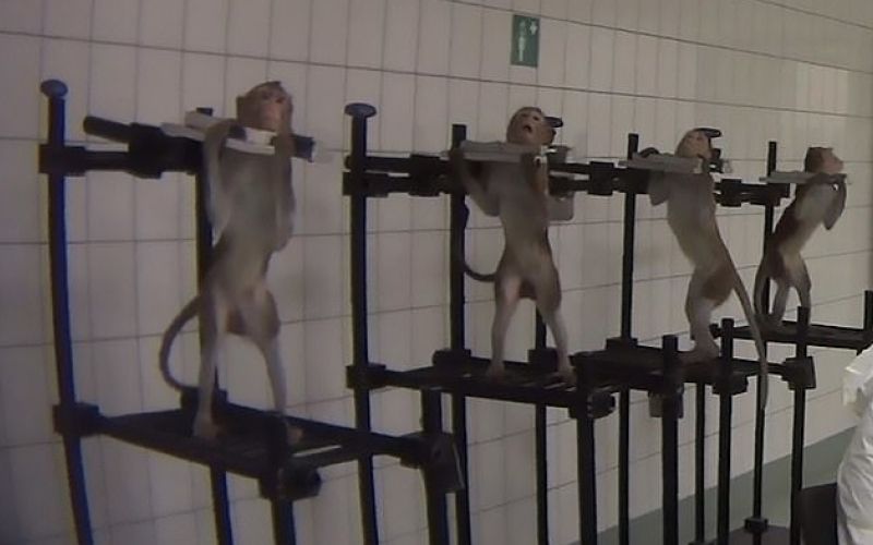 laboratorij, hamburg, opice