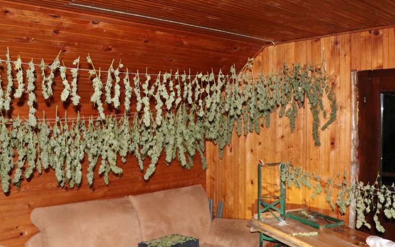 konoplja, krško, marihuana