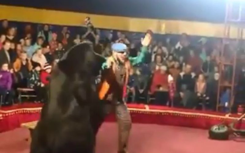 medved, cirkus.jpg