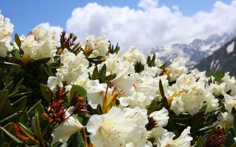 beli rododendron.jpg