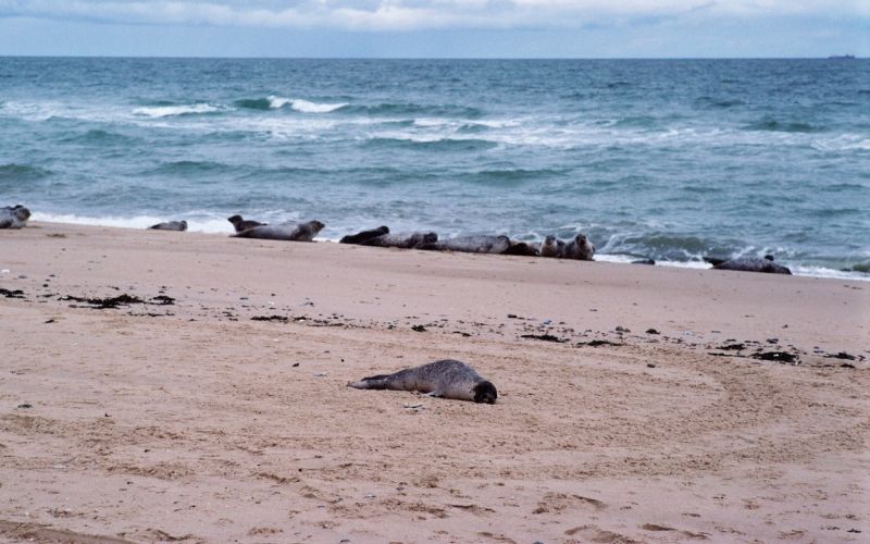 Phoca vitulina vitulina, evropski navadni tjulenj
