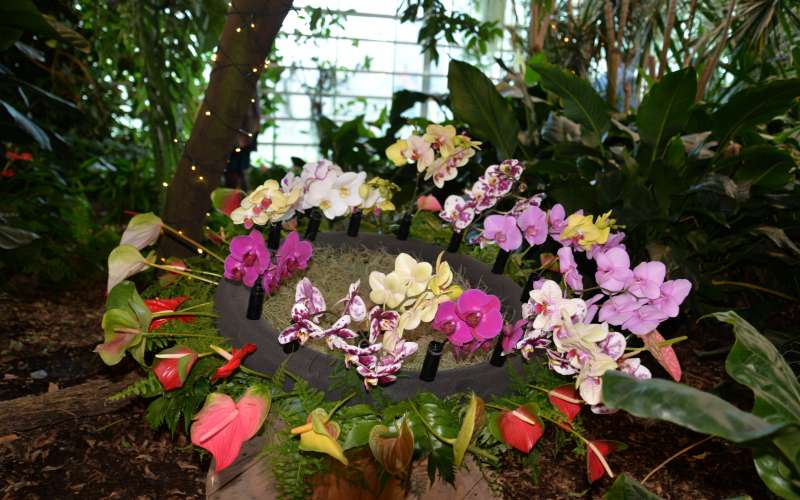 dobrovnik, dan-odprtih-vrat-ocean-orchids-tropski-vrt