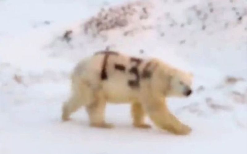 polarni medved, grafit, rusija.jpg