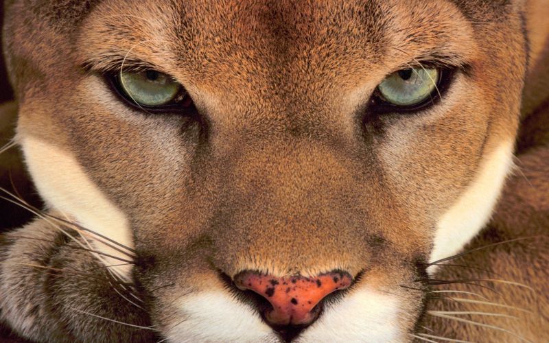 puma