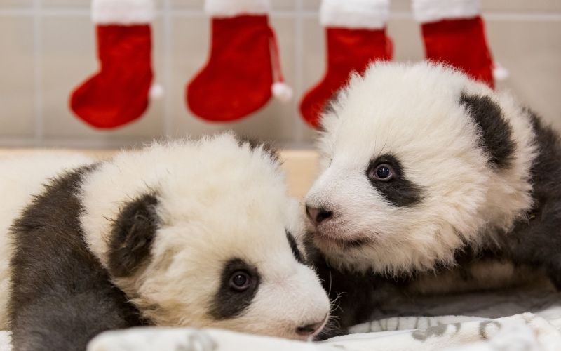 panda, mladiča, dvojčka, berlin.jpg