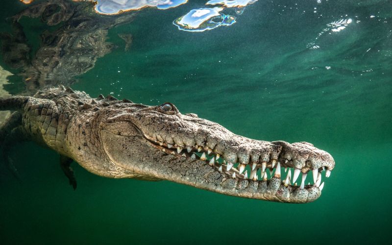 krokodil