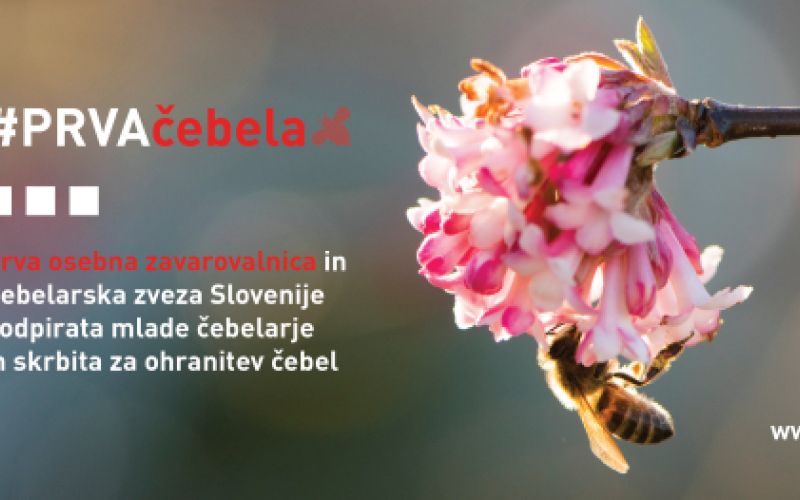 PRVAčebela...png