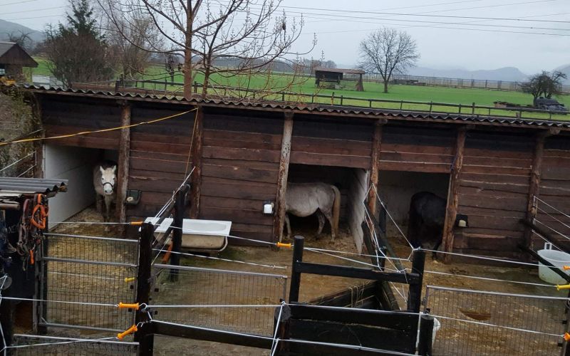 Konji, Društvo zaščito konj.jpg