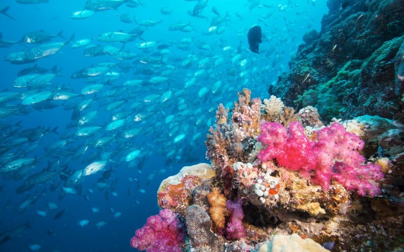 Palau, korale.jpg