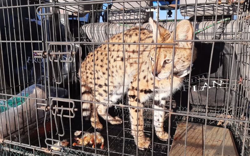 Serval.jpg