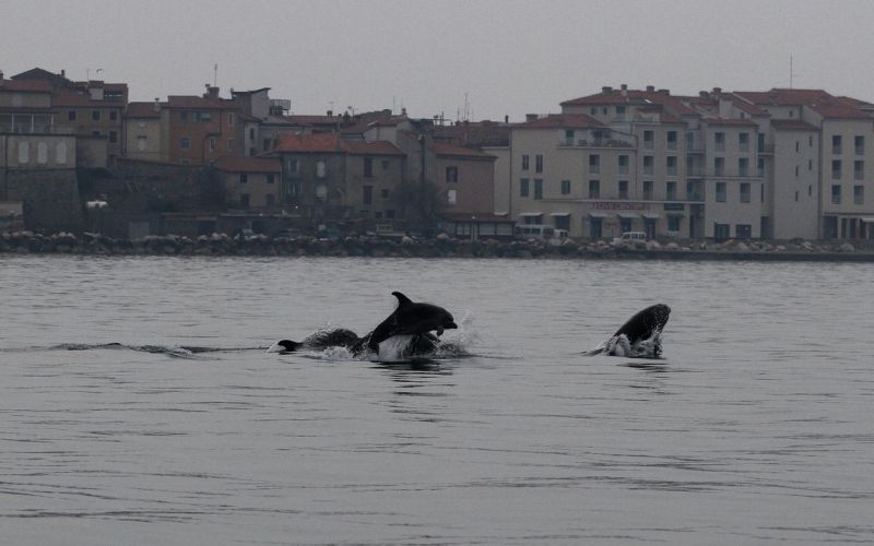 delfini, piran