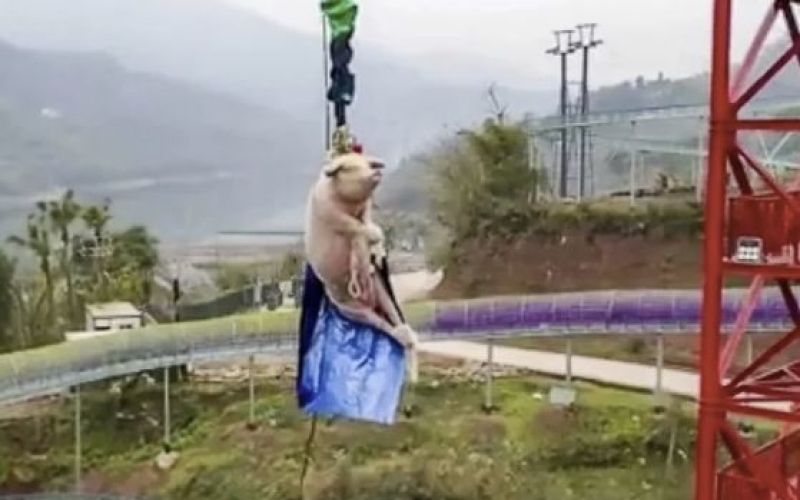 pujs, bungee juping.jpg