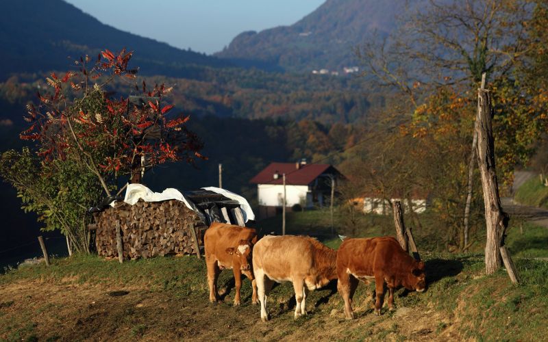 haloze, govedoreja