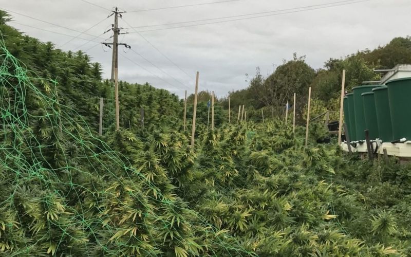 plantaža, marihuana.jpg