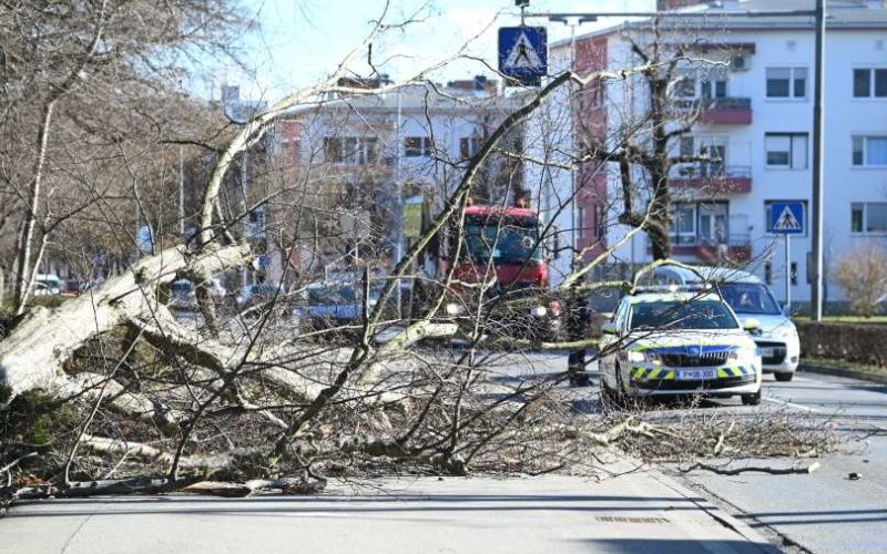 murska-sobota, vetrolom, 10.2.2020