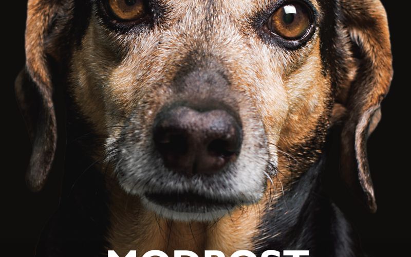 MODROST STARIH PSOV.jpg