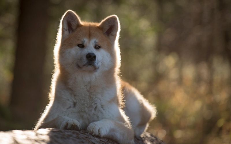 hachiko, pes