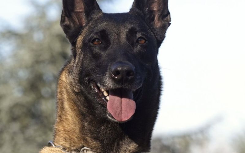 belgijski ovčar, malinois