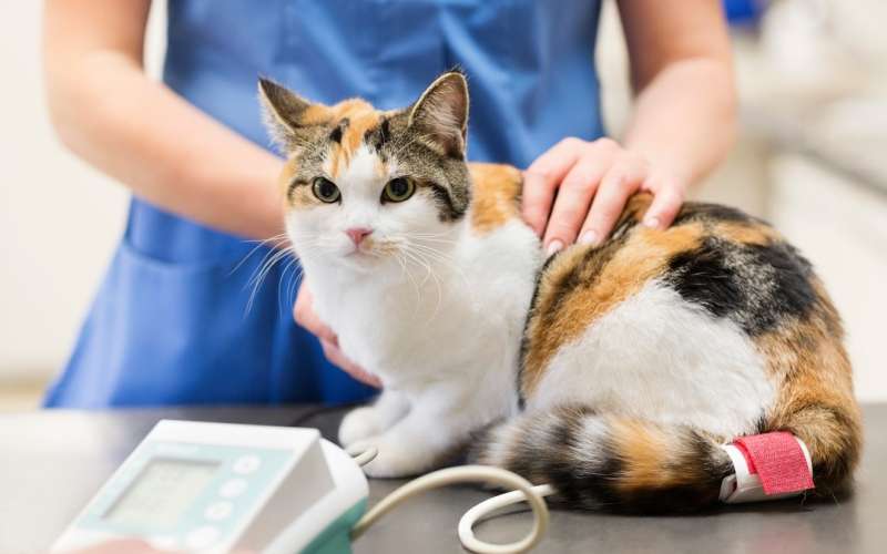 veterinar, mačka, simbolična