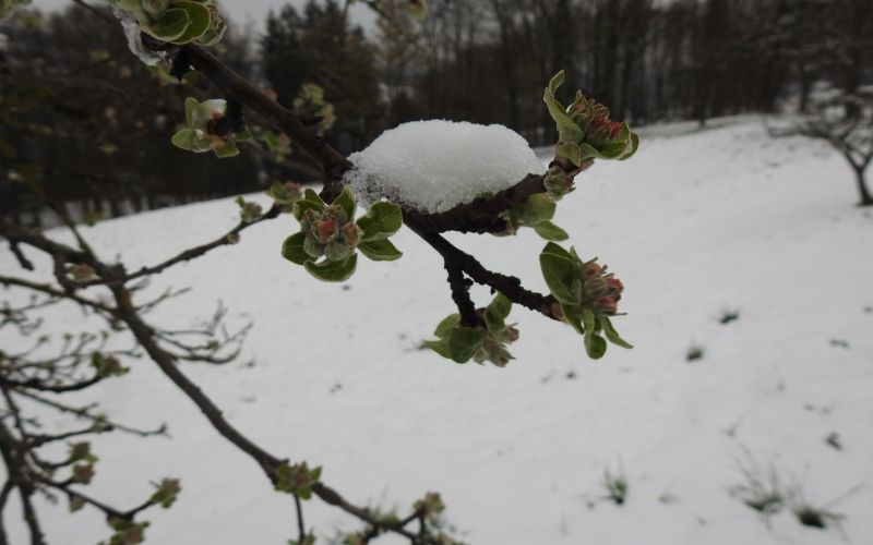 bomo_imeli_kaj_jabolk__sorta_jabolk_grafenjstajnc_v_fazi_brstenja.jpg
