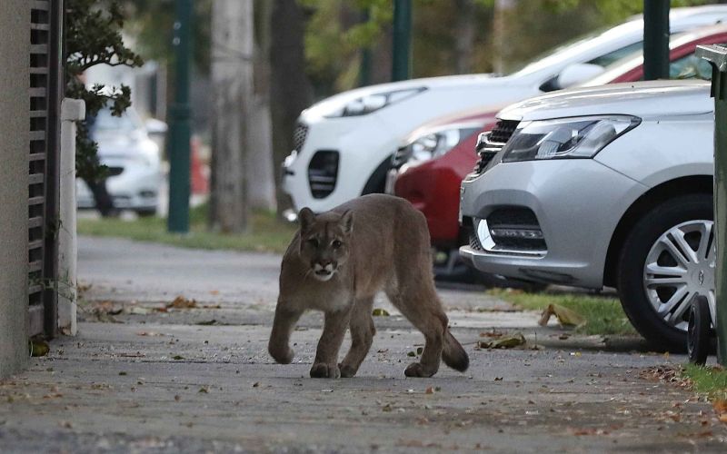 puma, santiago