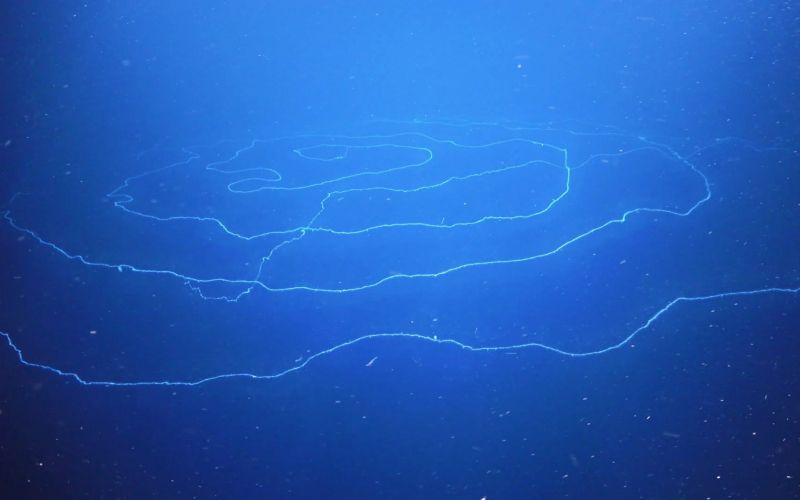 sifonofora