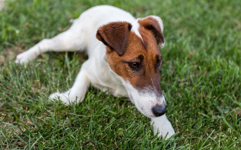 jack russel terirer