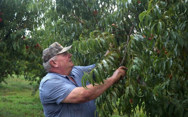 bill bader, dicamba, nasad breskev.jpg