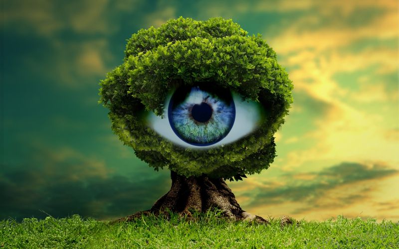 nature-3033979_1920.jpg