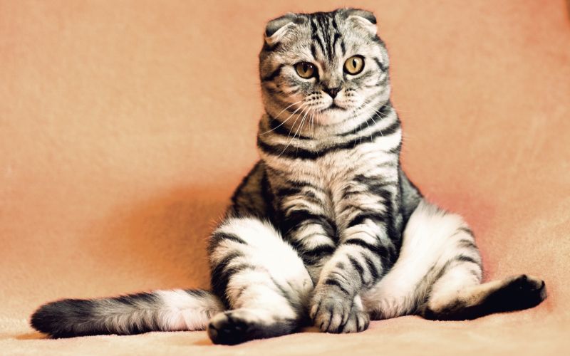 cat-2934720_1920.jpg