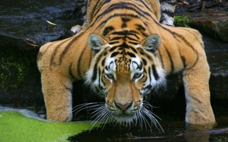 sibirski tiger
