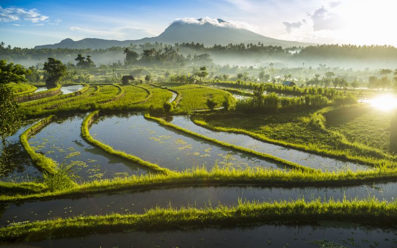 otok bali indonezija rizeva polja turizem pf.jpg