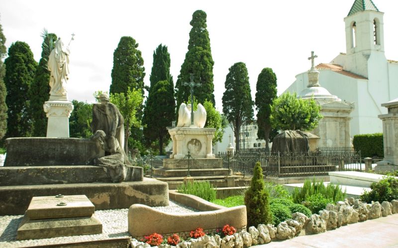 cipresa