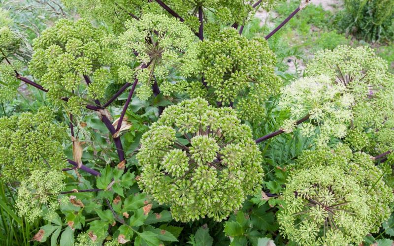 Angelica archangelica.jpg