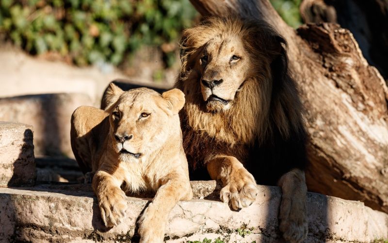 lev, levinja, živalski vrt barcelona, zoo barcelona
