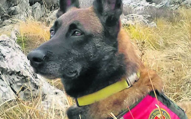 Draco, malinois, belgijski ovčar, gorska reševalna služba.jpg