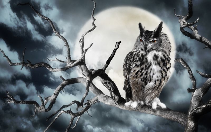 sova luna