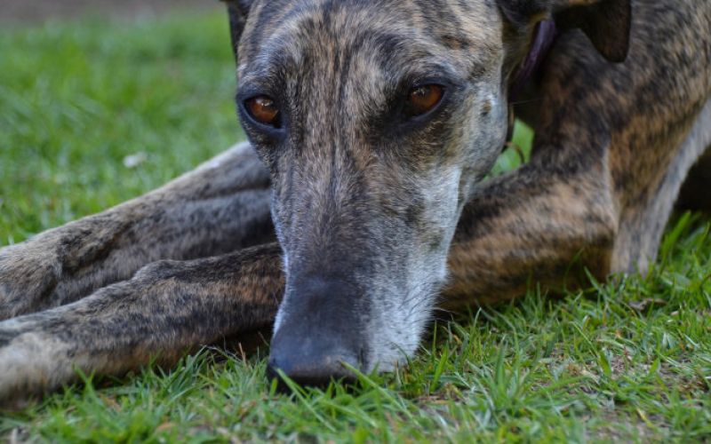 galgo, hrt, španija, hrti, pes, lovski-pes