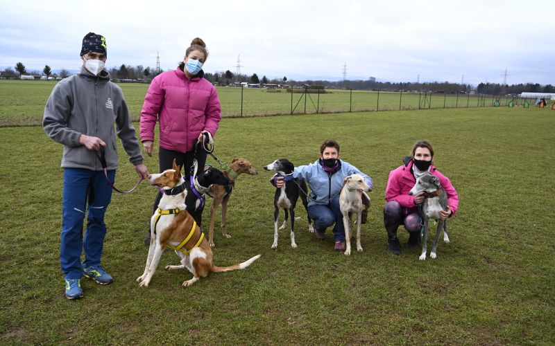 hrti, psi, španski-hrt, galgo