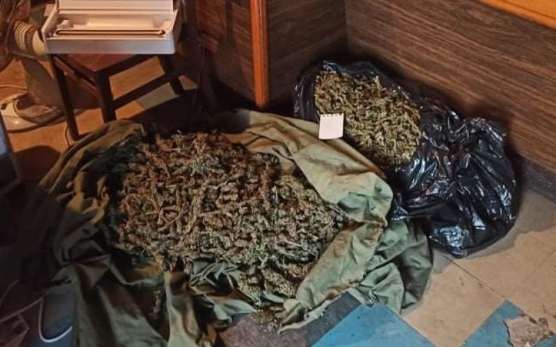 droga, konoplja, metlika