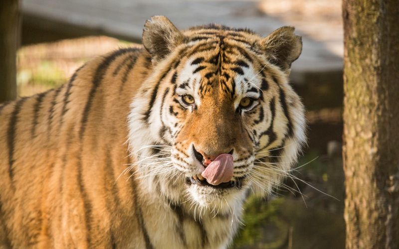 sibirski-tiger-vito