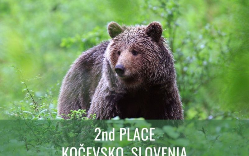 _zzzzzkoc.jpg
